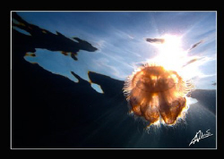jellyfish, that's all I'm getting lately! by Adriano Trapani 
